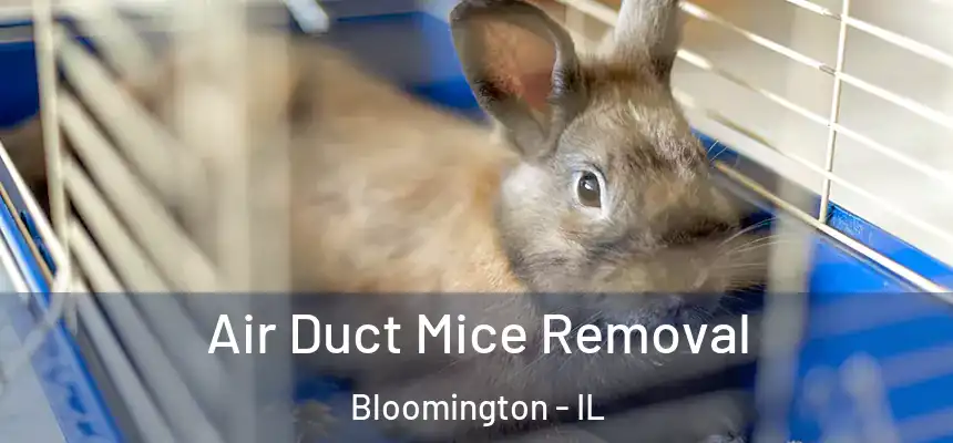  Air Duct Mice Removal Bloomington - IL